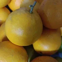 پرتقال تازه چیده شده شیرین