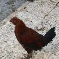 دو عدد خروس گلین چهل تاج کاکلی ریشو شش ماهه