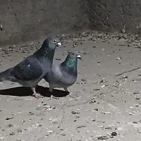 کبوترپلاکی