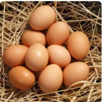 تخم مرغ محلی