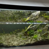 اکواریوم پلنت گیاهی|ماهی|تبریز, |دیوار