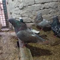 کبوتر زینتی|پرنده|بوئین زهرا, |دیوار