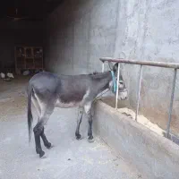 الاغ
