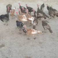 بوقلمون|حیوانات مزرعه|باوی, |دیوار