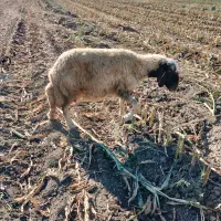 میش سنجابی چپر|حیوانات مزرعه|دشت ذهاب, |دیوار