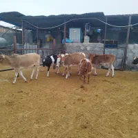 گوساله ماده چاق سبک