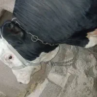 گاو نر قصابی