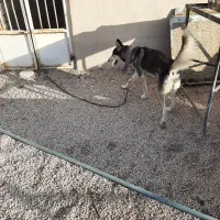 سگ هاسکی|سگ|تهران, سلسبیل شمالی|دیوار