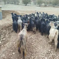 نیازمند چوپان هستم
