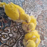 جوجه سرلاکی راهب