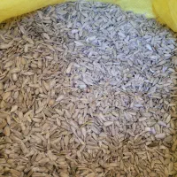 مغز تخمه ایرانی تازه و خوشمزه