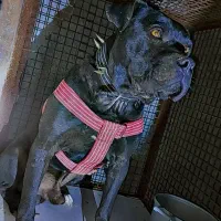 ۲ عدد پیتبول سیخوری ورازی|سگ|سرپل ذهاب, |دیوار