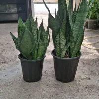 فروش گل و گیاه با بهترین کیفیت و قیمت مناسب|گل و گیاه طبیعی|مشهد, چهارچشمه|دیوار