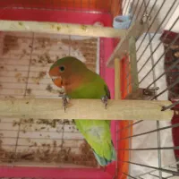 جوجه کوتوله زرنگ و باهوش