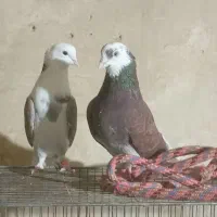 یک جفت شازده ساعت سنگین