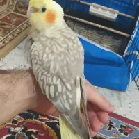 عروس فوق دستی