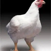 گوشتی