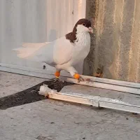 تعدادی کبوتر سیاه پوش با دم سیاه|پرنده|اقبالیه, |دیوار