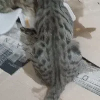 گربه حامله رایگان