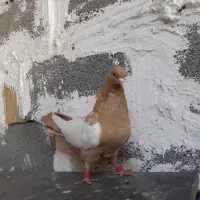 کبوتر . سینه زرد