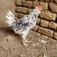 خروس محلی|حیوانات مزرعه|تاکستان, |دیوار