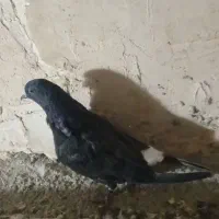 ۳ عدد کفتر خوب گرفته