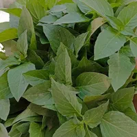 کارگر برای میدان میوه تره بار مرکزی تهران|استخدام خدمات فروشگاه و رستوران|تهران, شهرک شریعتی|دیوار