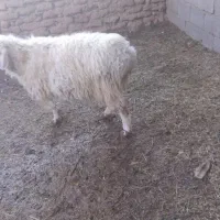 بره فروشی|حیوانات مزرعه|مود, |دیوار