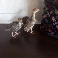 جوجه بوقلمون