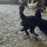 فروش مرغ و خروس گلین.مرندی و گلپایگان|حیوانات مزرعه|خوسف, |دیوار