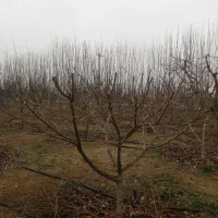 هرس هرس باغبانی|خدمات باغبانی و درختکاری|بهار, |دیوار