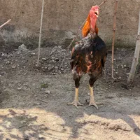 جوجه خروس ۱۰ ماهه لاری اصیل