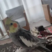 گمشده گم شده عروس سمت باهنر|حیوانات|شیراز, جانبازان|دیوار