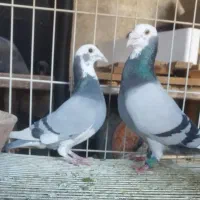 کبوتر لیلک سبز پلاکی آلمانی