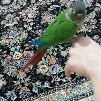 پرنده گرینچیک|پرنده|باغستان, |دیوار