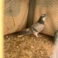 کبوتر بدرنگ