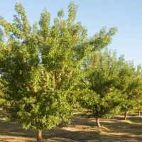 باغ انگور و بادام