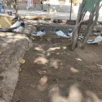 کبوتر قطع|پرنده|شاهین دژ, |دیوار