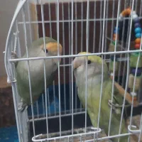 فروش دو عدد پرنده کوتوله