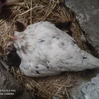 جوجه مرغ خروس گلین