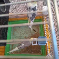 جفت عروس هلندی با قفس