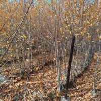 انواع نهال و درخت میوه در نهالستان خرم ، گلخانه|خدمات باغبانی و درختکاری|مشهد, سیس‌آباد|دیوار