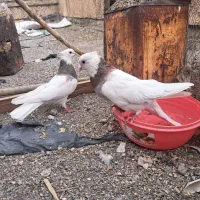 کبوتر کفتر طوقی