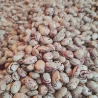 لوبیا چیتی امسال