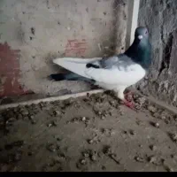 دورح بالا آلیام