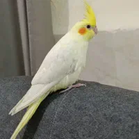 پرنده|پرنده|رودهن, |دیوار