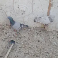 کفتر صید|پرنده|تایباد, |دیوار