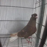 کبوتر دم سفید   شهرستانی