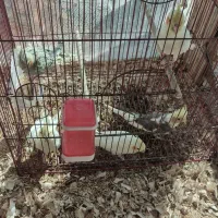 ۵ تا جوجه عروس هلندی