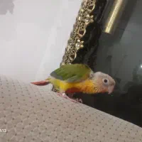 جوجه گرینجیک سرلاکی